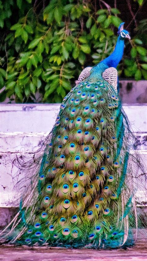 Que lindo Most Beautiful Birds, Pretty Birds, Peacock Images, Peacock Pictures, Beautiful ...