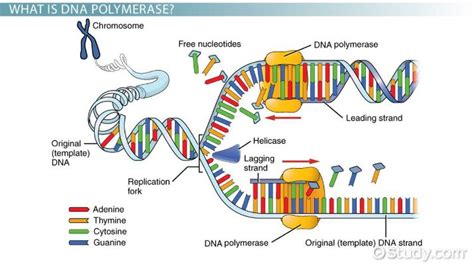 DNA Polymerase | Definition, Structure & Function - Lesson | Study.com