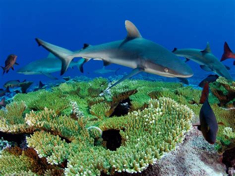 Reef Shark - Shark Facts For Kids