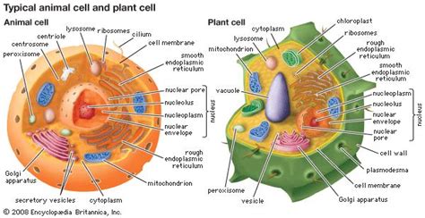 peroxisome | biology | Britannica.com