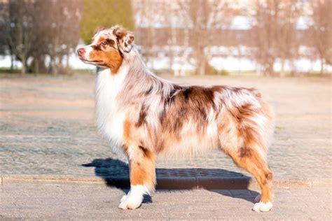 Can U Breed 2 Red Australian Shepherds