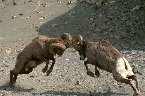 Bighorn Sheep: Majestic Mountain Dwellers