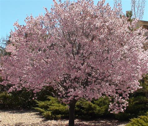 Newport Flowering Plum For Sale Online | The Tree Center