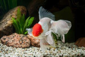 7 Causes of Aggressive Goldfish Behavior & How to Stop It | Hepper