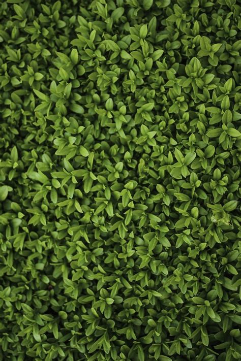 Green leaves - Privet / Ligustrum Photo Backgrounds, Wallpaper Backgrounds, Iphone Wallpaper ...