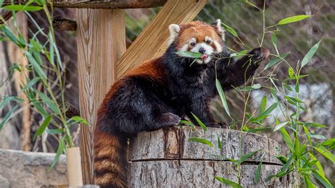 Red Panda - Milwaukee County Zoo