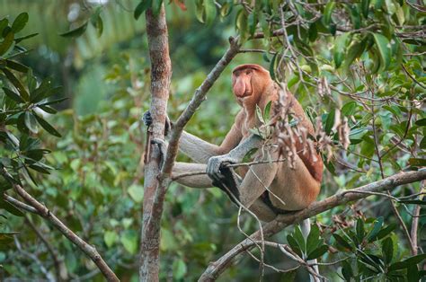 Male Proboscis Monkey | Sean Crane Photography