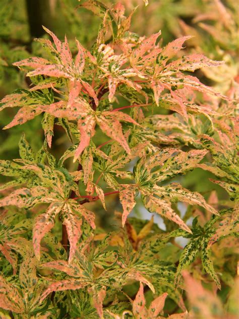 Acer palmatum 'Ukigumo' Japanese Maple | Conifer Kingdom