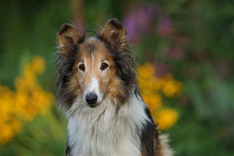 Scotch Collie Puppies for Sale | Buckeye Puppies