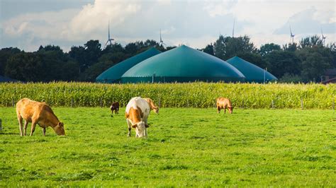 The new ethanol? Biogas producers are pushing livestock poop as ...