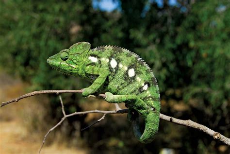 Chameleon | Description, Camouflage, & Facts | Britannica