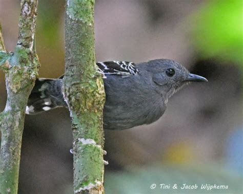 Common Scale-backed Antbird (Willisornis poecilinotus) Copyright T&J ...