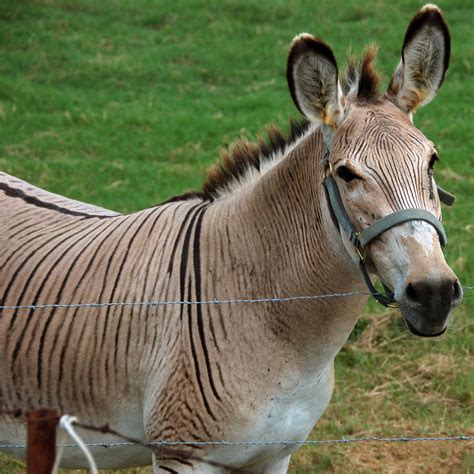 Gold Treehouse: Zorses & Zonkeys