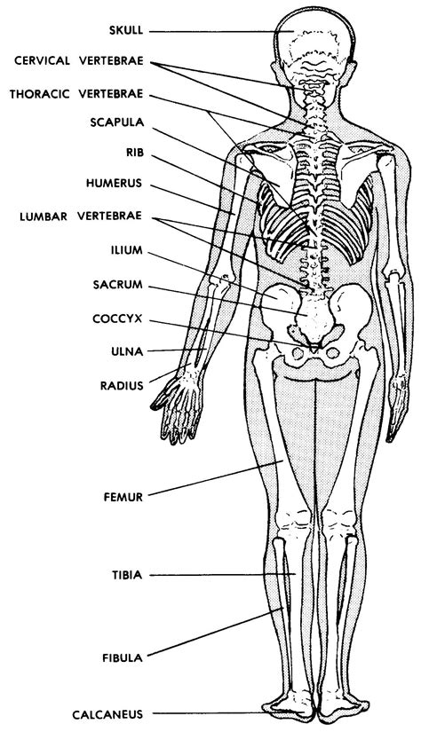 [DIAGRAM] Back Skeleton Diagram - MYDIAGRAM.ONLINE