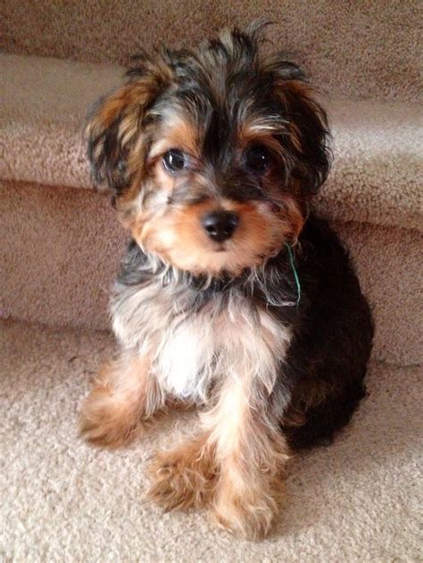 20 best Yorkie Poo Haircuts images by Susan on Pinterest | Yorkie poo ...