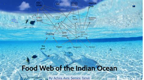 Sea Otter Food Web