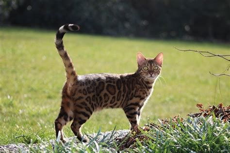 How Much Does a Bengal Cat Cost? (2022 Price Guide) | Hepper