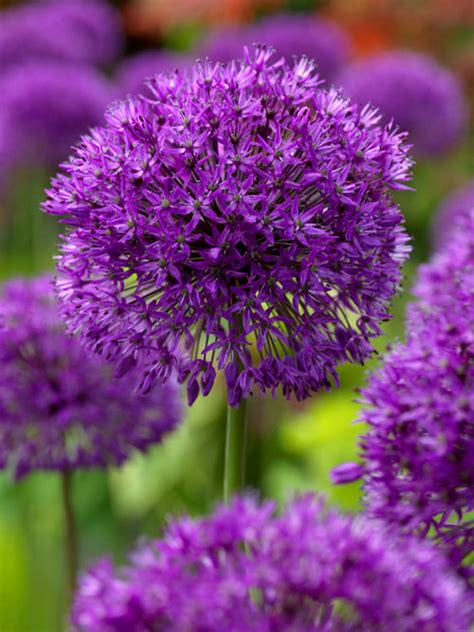 Allium Purple Sensation | DutchGrown™ | Buy Online Top Quality Bulbs