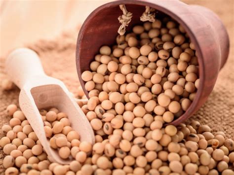 Soybeans: Health Benefits, Nutrition, & Uses | Organic Facts