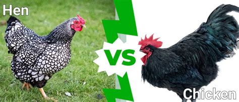 Hen vs Chicken: What’s the Difference? - IMP WORLD