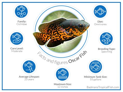 Oscar Fish Complete Guide: Lifespan, Breeding, Diet, Tank Setup