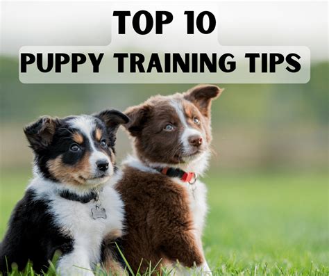 Top 10 Puppy Training Tips