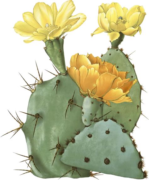 Mexico clipart nopal, Picture #1647246 mexico clipart nopal