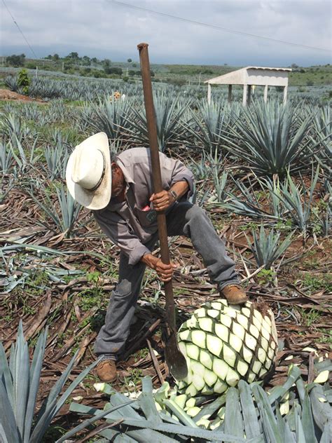 Lg. True Blue Tequila Agave Plant, Weber Azul (agave tequilana) – Urban Tropicals