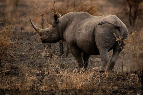 When Vets Remove a Rhino’s Horn To Protect It From Poachers, They Are Amazed At What They Find ...