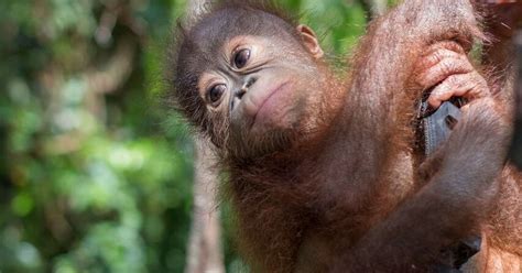 Baby Orangutan Is So Relieved To Finally Be Safe - The Dodo