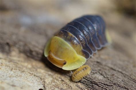 Cubaris Rubber Ducky Isopod with baby 😍 : awwnverts