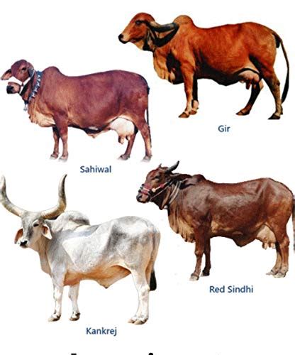 Top 10 Native Indian Cow Breeds, 51% OFF