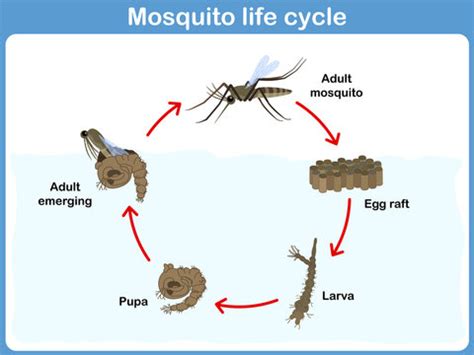 Anopheles Gambiae Life Cycle