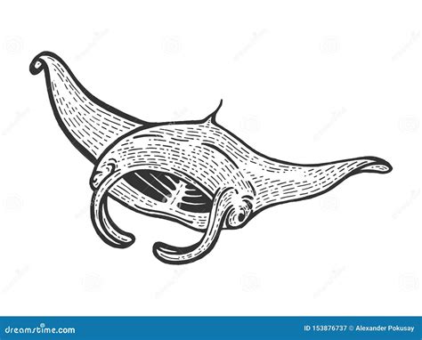 Giant Oceanic Manta Ray Sea Water Animal Sketch Stock Vector - Illustration of white, handmade ...