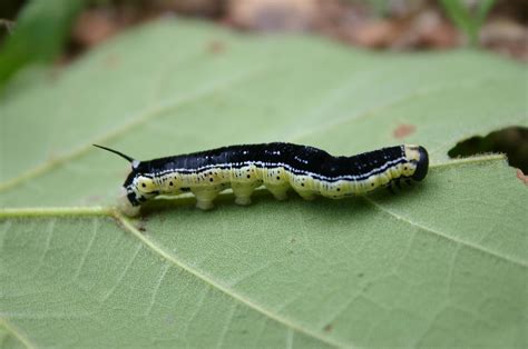 Catalpa Worm – Identification | Walter Reeves: The Georgia Gardener