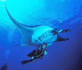 Protecting Manta Rays—and Marine Biodiversity - Coral Reef Alliance