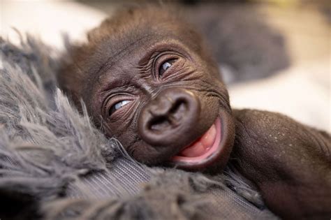 Premature Baby Gorilla Delivered at Fort Worth Zoo in Emergency C-Section