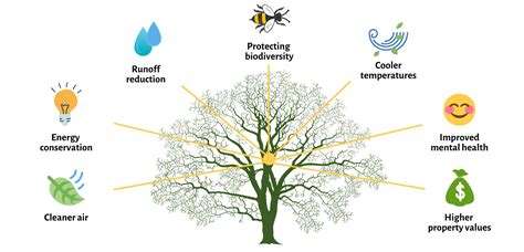 Benefits of Trees — Nashville Tree Foundation