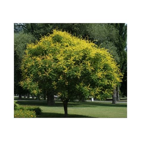 Koelreuteria Paniculata - 5 seeds - Seeds of World