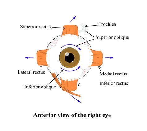 The eye rotates in the orbit by -(a)6 muscles(b)3 muscles(c)4 muscles(d ...