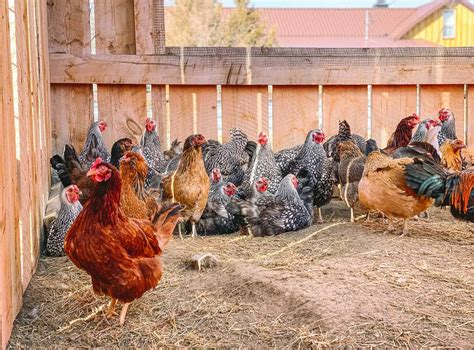 Keeping Chickens Laying During Winter: The Beginner'S Guide