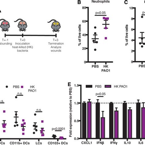 HK bacteria as a model of acute wound infection. (A) Schematic of the... | Download Scientific ...