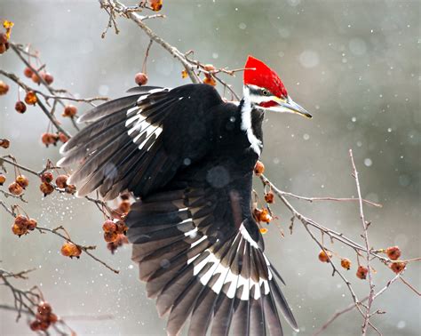 Pileated Woodpecker | Audubon Field Guide