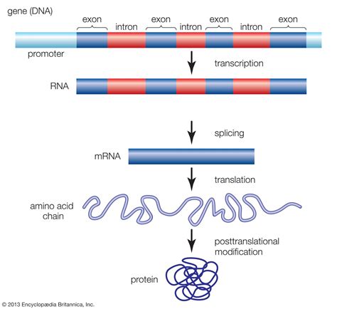 Transcription factor | Definition, Effects, & Types | Britannica