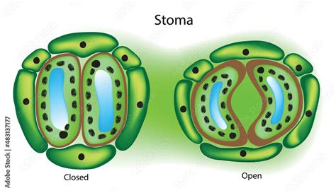 stomata structure on the leaf (stoma anatomy) vector de Stock | Adobe Stock