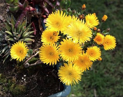 17 Beautiful Succulent with Yellow Flowers | Balcony Garden Web