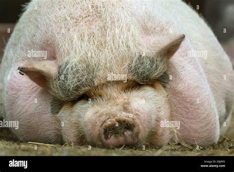 Fat Pig High Resolution Stock Photography and Images - Alamy