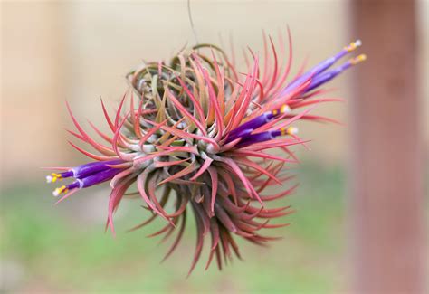 Types of Air Plant Blooms | Air Plant Source - Air Plant Design Studio