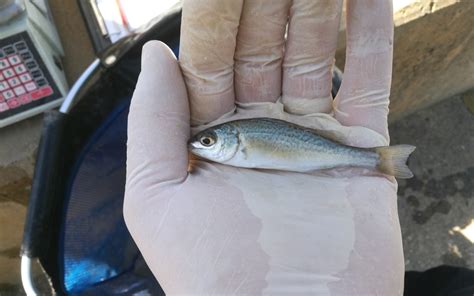 How Researchers Study Australia's Threatened Silver Perch