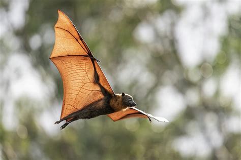 Grey-headed Flying-fox Flying At Sunset, Victoria, Australia Photograph by Doug Gimesy ...